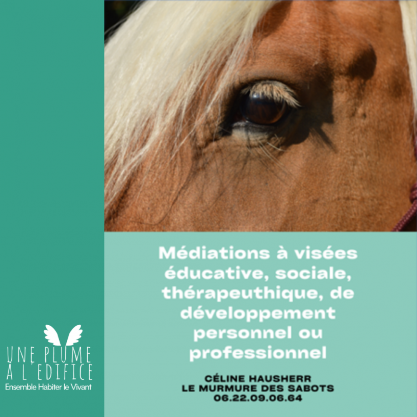 mediation equine site